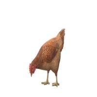 a_chicken_pecking_free