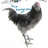 ameraucana_-_blue_ours_write