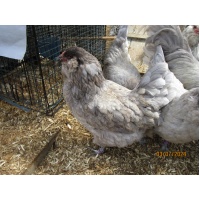 ameraucana_dark_lavender_ours_hen_