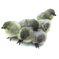 ameraucana_lavender_group