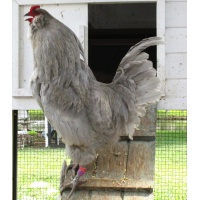 ameraucana_lavender_male_ours