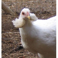 araucana_white_free