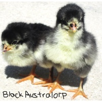 australorp_black_babys_me_write