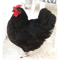 australorp_mommy_pic_473202039