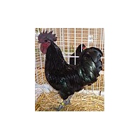 ayam_cemani_wiki_free