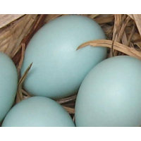 blue_eggs_free_crop2_473332752