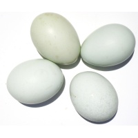 blue_eggs_ours_web