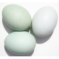 blue_shade_eggs_577805805