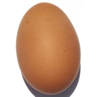 brown_egg_ours_web