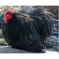 cochin_black_bantam_rooster_free