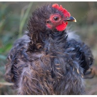 cochin_black_frizzled_bantam_roo_baby_free_image