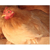 cochin_buff_bantam_hens_free