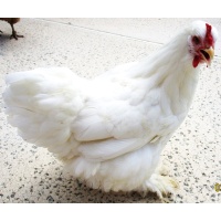 cochin_snow_white_hen_ours