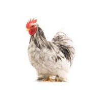 cochin_splash_rooster_free_image