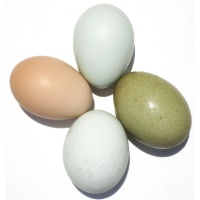 colorful_eggs_ours_web_1000643052