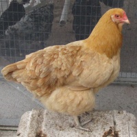 easter_egger_buff_orpington_female