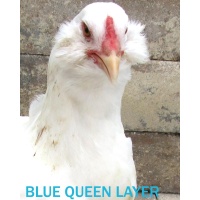 ee_blue_queen_face_from_ameraucana_white_2_mine