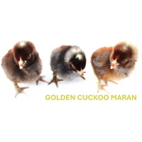 maran_golden_cuckoo_baby_chickens_2