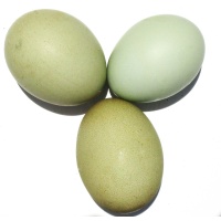 olive_eggs_ours2