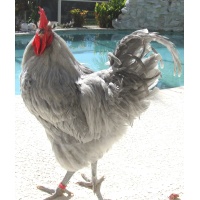 orpington_-_lavender_male_fonzi_pool_time_cropped