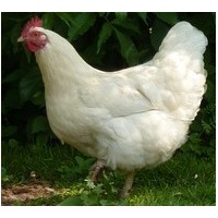 plymouth_rock_white_hen_free