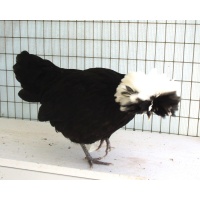 polish_-_white_crested_bantam_cola_1777320527