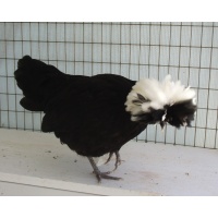 polish_-_white_crested_bantam_cola_396515271