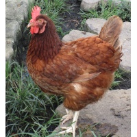 rhode_island_red_big_red_mama_2
