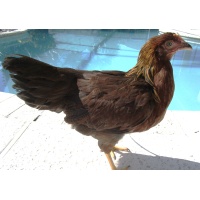 welsummer_pullet