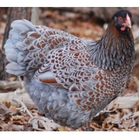 wyandotte_blue-laced-red_free