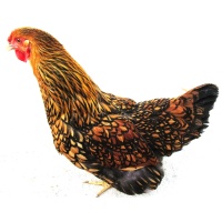 wyandotte_golden_laced_hen_2