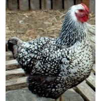 wyandotte_silver_laced_free_female