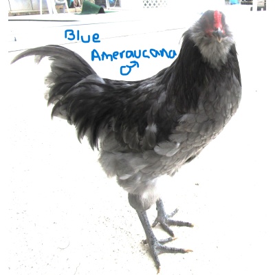 ameraucana_-_blue_ours_write