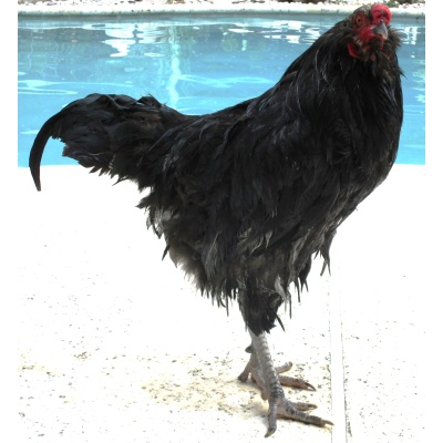 ameraucana_black_bbs_big_boy_ours_6-21-23