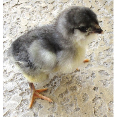 ameraucana_blue_baby_chick_ours