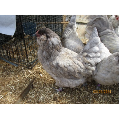 ameraucana_dark_lavender_ours_hen_