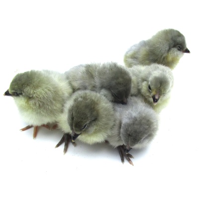 ameraucana_lavender_group