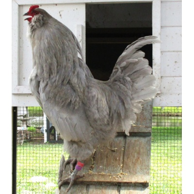 ameraucana_lavender_male_ours