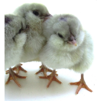 ameraucana_splashed_babies_ours3