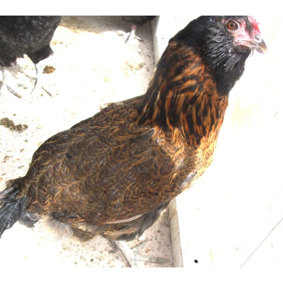 araucana_hydie_rump_tail_and_tufts