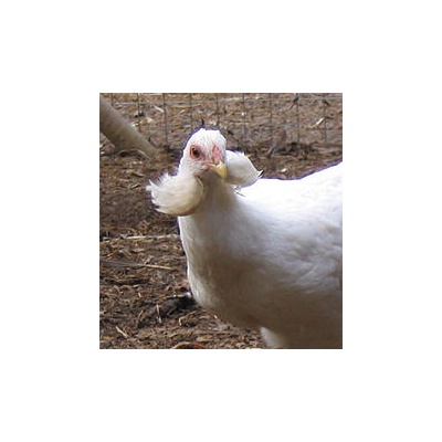 araucana_white_free