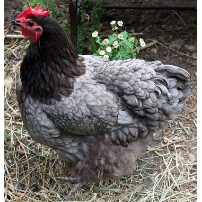 australorp_blue_free