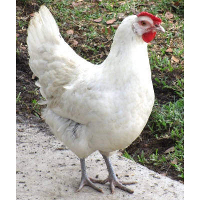 australorp_white_splashed_our_gal