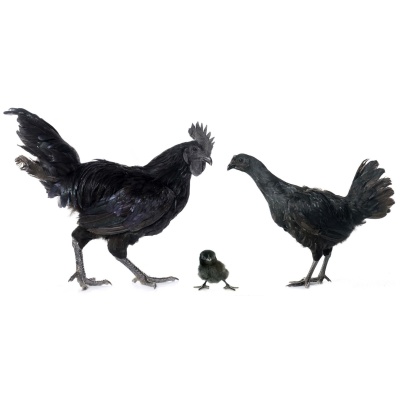 ayam_cemani_google_free_image_cropped