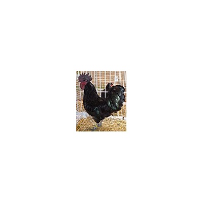 ayam_cemani_wiki_free