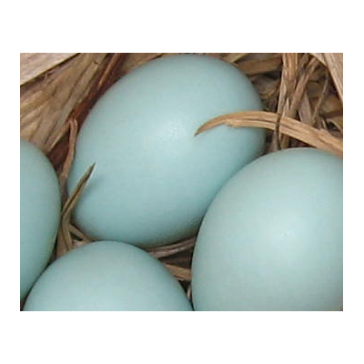 blue_eggs_free_crop2