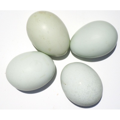 blue_eggs_ours