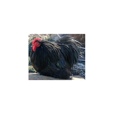 cochin_black_bantam_rooster_free