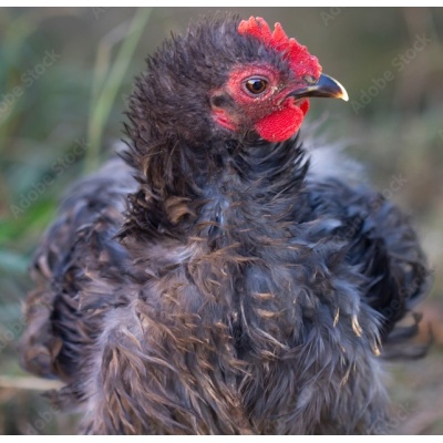 cochin_black_frizzled_bantam_roo_baby_free_image