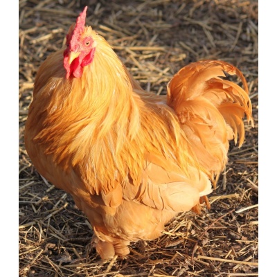 cochin_buff_bantam_free_image